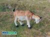 Decoratie Beeld Geit Bruin