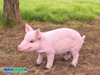 Decoratie Beeld Varken
