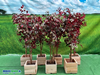Kunst Ficus Groen-Rood 1.9 meter