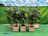 Kunst Ficus 1.7 meter