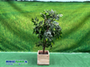 Kunst Ficus 1.7 meter