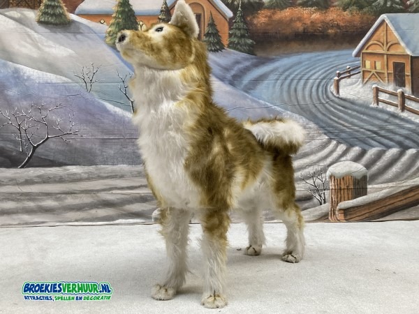 Husky 