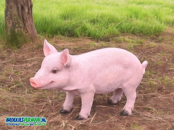 Decoratie Beeld Varken